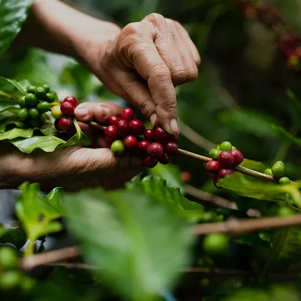 Cafes bio de producteurs